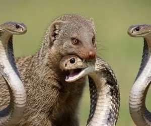 جذابیت حیات وحش؛ نبرد سرعت در برابر سم میان ماگوس و کبرا