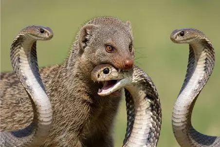 جذابیت حیات وحش؛ نبرد سرعت در برابر سم میان ماگوس و کبرا