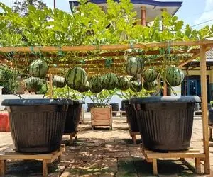 کشاورزی نوین؛ هندوانه ها از روی داربست عین لوستر حباب دار آویزونن