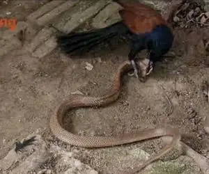 مستند حیات وحش؛ پرنده شقی نیش مار کشید از ماری انداختنش