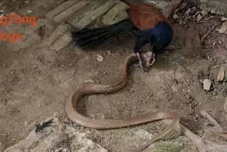 مستند حیات وحش؛ پرنده شقی نیش مار کشید از ماری انداختنش