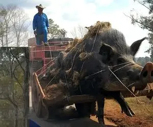 جابه جایی جانکاه؛ خوک کریه فرتوت رو کت بسته با نیسان میبره سلاخخونه واسه مثله کردن