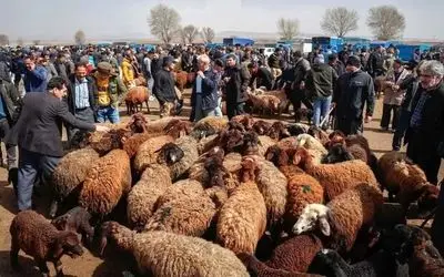 قیمت دام زنده امروز ۱۷ مهر 1404 + جدول