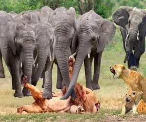 شاهکار حیات وحش؛ فیل ددمنش برای نجات جون میمون از دهن پلنگ سفاک لهش میکنه