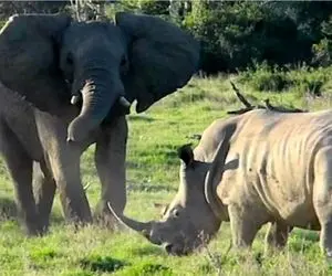 مستند حیات وحش؛ کرگدن رفت رو نِرو فیل نشست روش خفه بشه