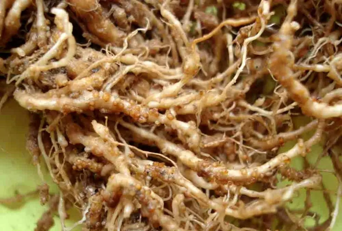 cactus-cactaceae-Heterodera-Cacti