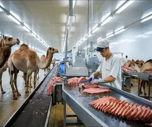 فرآوری شتر؛ بعد 80 سال بهره کشی از شتر  میبرن سلاخخونه گردن میزنن شرحه میکنن