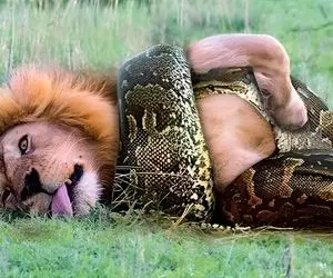 از جذابیت های حیات وحش؛ شیر خواب بود پیتون سفت پیچید دورش شیر خواب به خواب شد