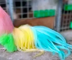 عجایب روزگار؛ این مرغ و خروسا بعضیاشون از بس گوگولی و جذابن انگار آرایشگاه رفتن