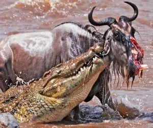 شاهکار حیات وحش؛ وایلدبیست مجروح موقع فرار از دست تمساح سفاک خوراک پلنگ شد