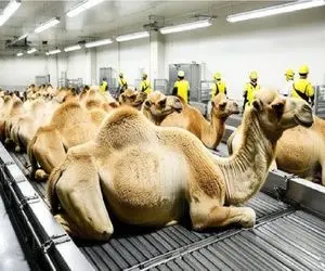 فرآوری شتر؛ شتر بعد 80 سال بهره کشی میبرن سلاخخونه گردن میزنن لایی پلو کنن