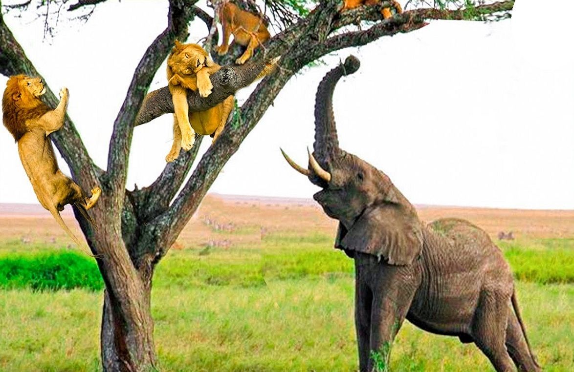 از جذابیت‌های حیات وحش؛ شیرها هم سوسول شدن این یکی از ترس فیل فرار کرده رو درخت