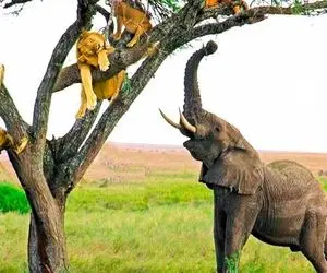 از جذابیت‌های حیات وحش؛ شیرها هم سوسول شدن این یکی از ترس فیل فرار کرده رو درخت