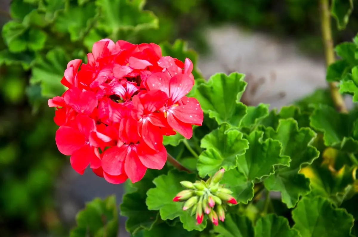Geraniums-3