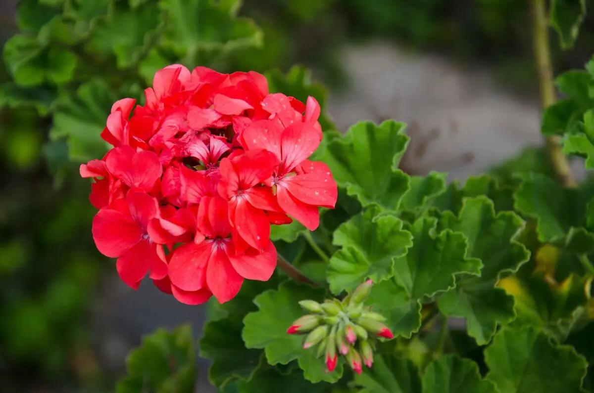 Geraniums-3