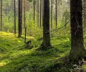 جدیدترین تست هوش تصویری با جواب؛ تو که چشمات تلسکوپِ قورباغه تو عکس رو بیاب!