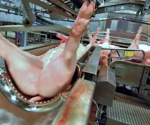 فرآوری خوک؛ خوک های صورتی رو میریزن تو چرخ گوشت و پوست استخوانش رو رنده میکنن