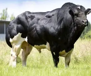 گاوهای باورنکردنی؛ گاو عضلانی شیرش بند نمیاد قدم برمیداره زمین به لرزه میوفته 