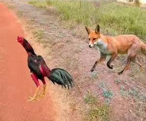 جذابیت حیات وحش؛ خروس غیرتی چش و چال روباهی که چشم به مرغاش داشت درآورد