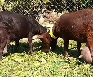 فرآوری بز؛ بز ها رو با ناز و نوازش جوری پرورش میدن که شیرشون از گاو هم بیشتره