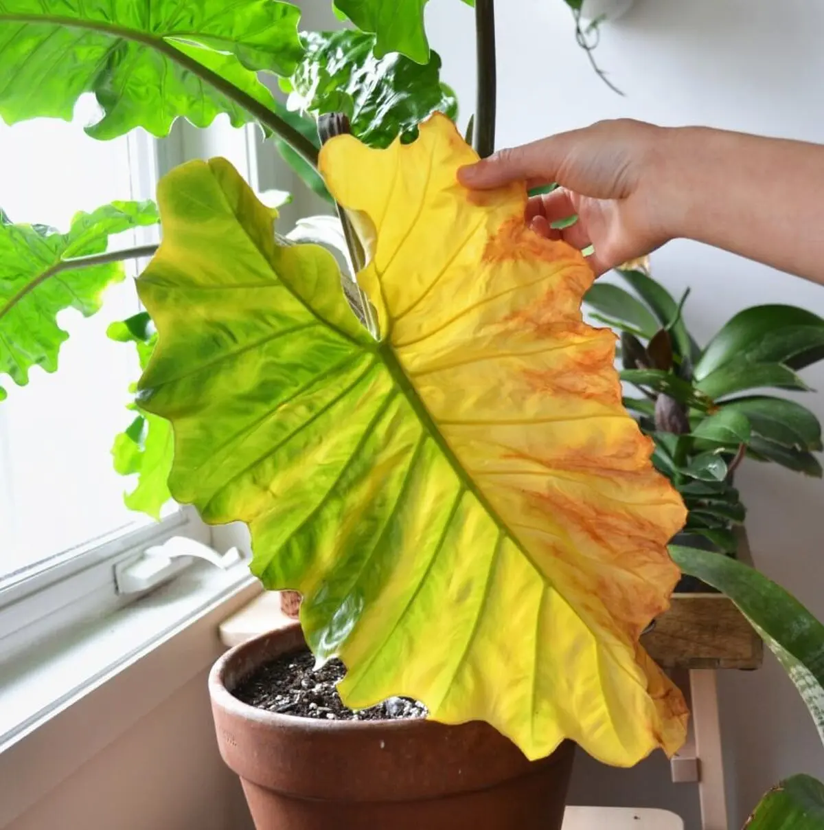 زرد2