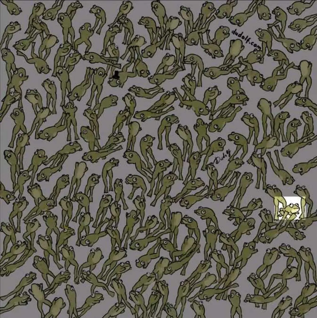 آزمون-شناسایی-قورباغه-متفاوت-1