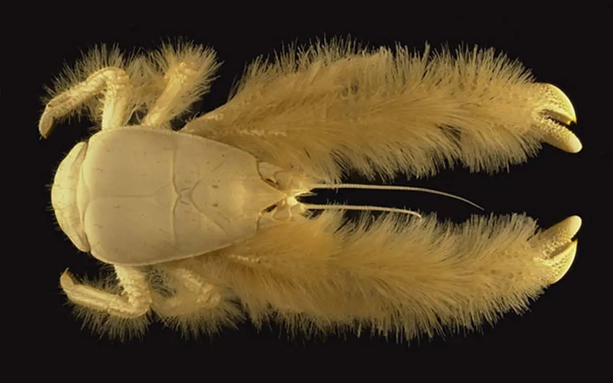 strange-animals-you-didnt-know-13