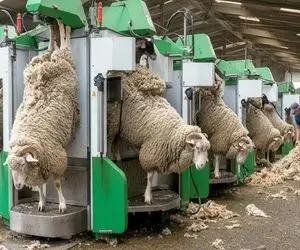 دامداری نوین؛ دستگاه پشم چین گوسفندا رو میمکه تو خودش صاف و بلوری تحویلشون میده