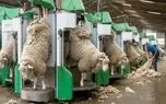 دامداری نوین؛ دستگاه پشم چین گوسفندا رو میمکه تو خودش صاف و بلوری تحویلشون میده