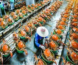 فرآوری خرچنگ؛ با تجهیزات نوین خرچنگای درشت رو ریش ریش میکنن برای ساندویچ