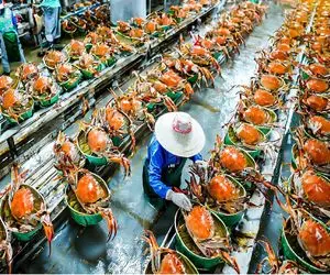 فرآوری خرچنگ؛ با تجهیزات نوین خرچنگای درشت رو ریش ریش میکنن برای ساندویچ