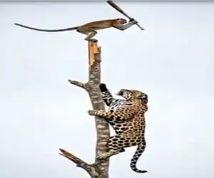 حیات وحش مصنوعی؛ سقوط ببر بدست میمون خلاق در نبرد