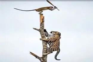 حیات وحش مصنوعی؛ سقوط ببر بدست میمون خلاق در نبرد