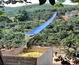کشاورزی نوین؛ برا میوه ها سرسره زدن میفتن لیز میخورن تو جعبه وانت بدون نیاز به آدم