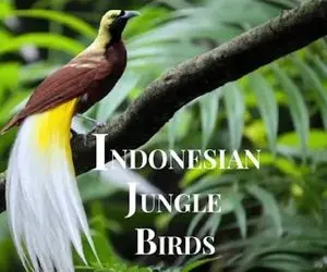 کارخانه حیوانات؛ چشم نوازترین پرنده های کمیاب اندونزی که هر کدوم میلیارد میارزن