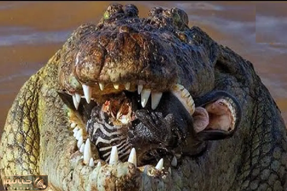 مستند حیات وحش / وقتی خر راه راه  به آرامی درون تمساح ذوب میشود