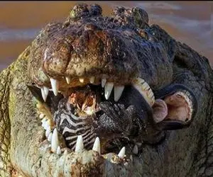 مستند حیات وحش / وقتی خر راه راه  به آرامی درون تمساح ذوب میشود