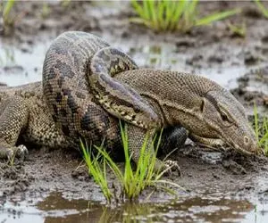 مستند حیات وحش؛ پیتون نادرست حلقه مرگ انداخت دور کومودو از خودش بدتر ببلعه