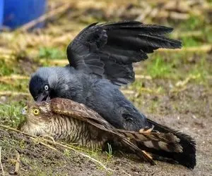 از جذابیت‌های حیات وحش؛ شاهین با نوکش چشم کلاغ که جوجه شو خورد از کاسه درآورد