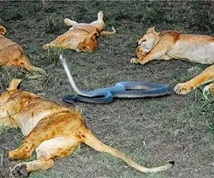 شاهکار حیات وحش / مامبای سیاه نسل شیر را منقرض کرد