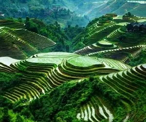 کشاورزی نوین؛ چینی ها اینطوری رو کوه مزرعه میسازن دیوار کشیشون عالیه چطور مصالح میبرن