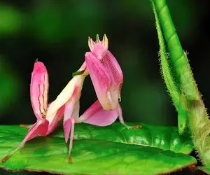 شگفتی حیات وحش/حشره ای که برای فرار از شکار گل میده/از این زیبایی دهن آدم باز میمونه