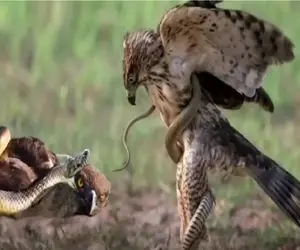 مستند حیات وحش؛ مار احمق پیچید به پر و پای شاهین نفله شد