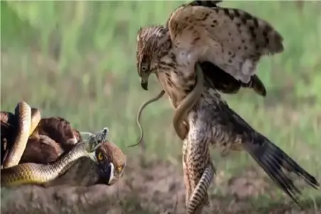 مستند حیات وحش؛ مار احمق پیچید به پر و پای شاهین نفله شد