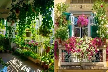 گیاهان آپارتمانی نلرز و جون سخت تو زمستون برای نگهداری در بالکن؛ همراه با ظاهر خاص