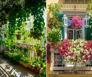 گیاهان آپارتمانی نلرز و جون سخت تو زمستون برای نگهداری در بالکن؛ همراه با ظاهر خاص