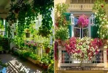 گیاهان آپارتمانی نلرز و جون سخت تو زمستون برای نگهداری در بالکن؛ همراه با ظاهر خاص