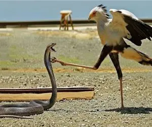 مستند حیات وحش؛ پرنده لنگولی مار نگون بخت به درازا میبلعه