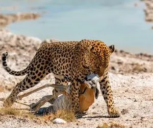 از جذابیت های حیات وحش؛ صحنه ای دلخراشانه از لحظه بالا بردن آهوی پیچاره توسط پلنگ وحشی!