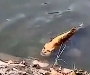 آن روی طبیعت وحشی؛ کشف یک ماهی که صورتش شبیه انسانه دانشمندان رو شوکه کرده!